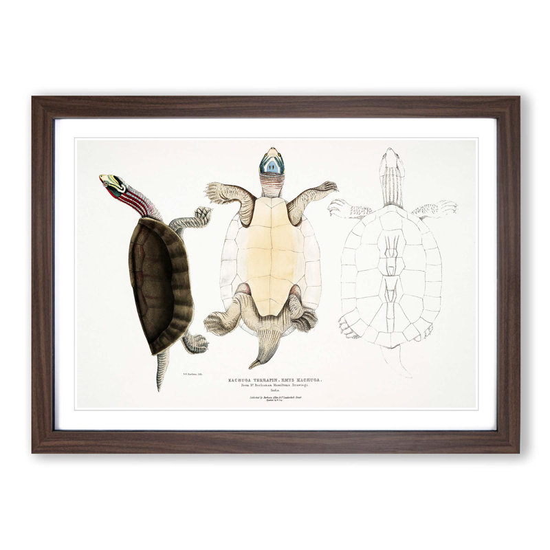 Kachuga Terrapin Illustrations by John Edward Gray - Picture Frame Graphic Art Print, 48cm H x 65cm W x 2cm D, Walnut Framed