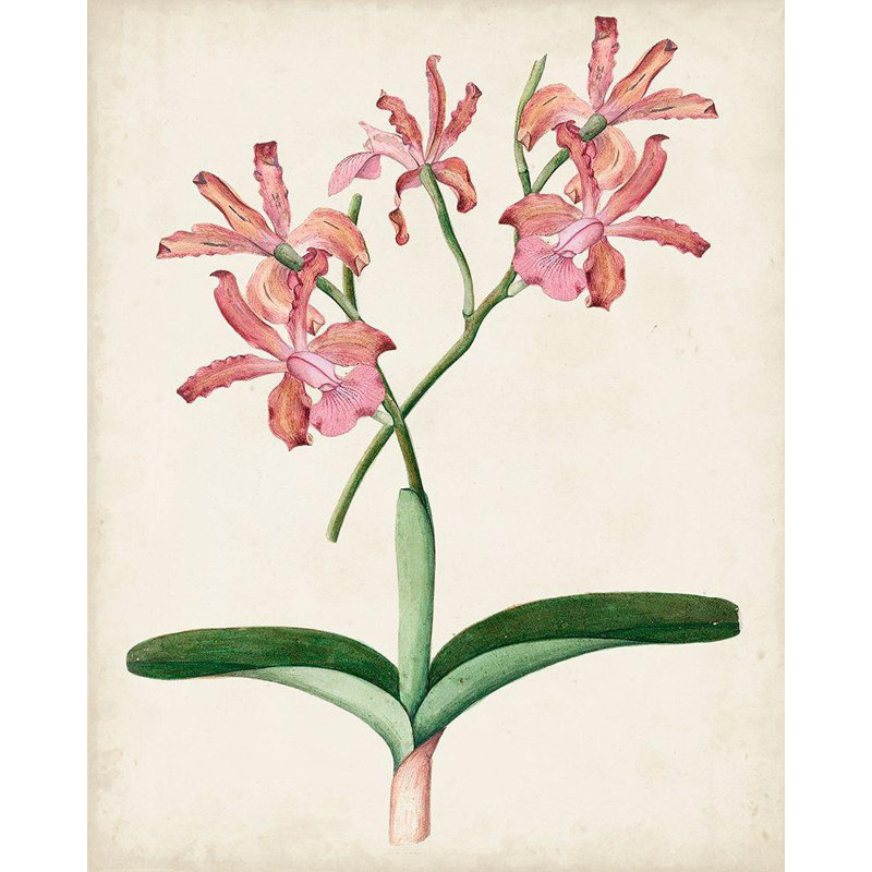 Art sur toile tendue Lark Manor ™, titré: paire d'orchidées I, H 44 po x l 36 po
