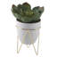 Plante grasse de bureau en pot-33652215