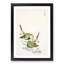 Japanese Great Tit Birds by Numata Kashu - Picture Frame Painting Print-55770312-55770318