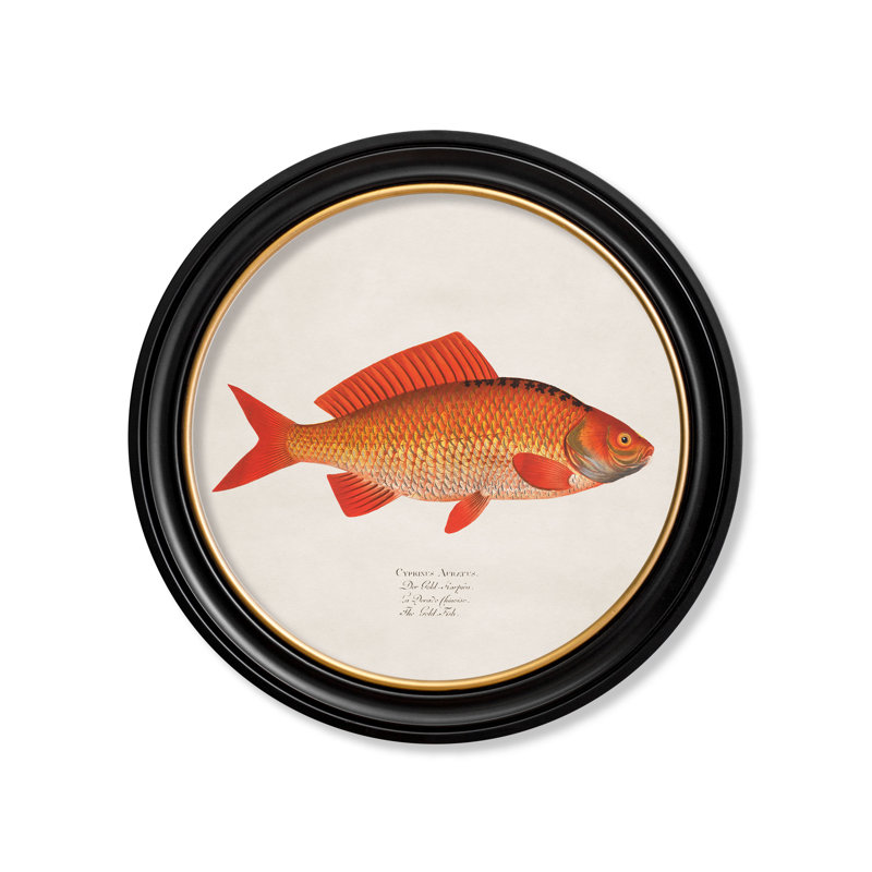 Goldfish by Mid-1800s - Single Picture Frame Print on Archival Matt 230gsm Paper