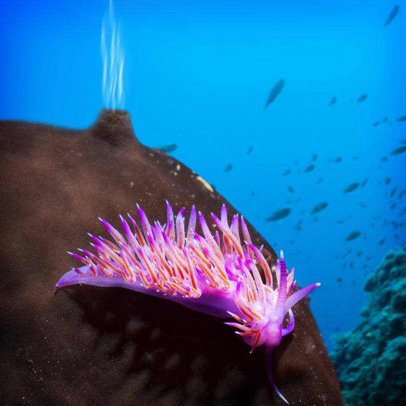 Sea Life par Ultramarinfoto, H 12 po x l 12 po