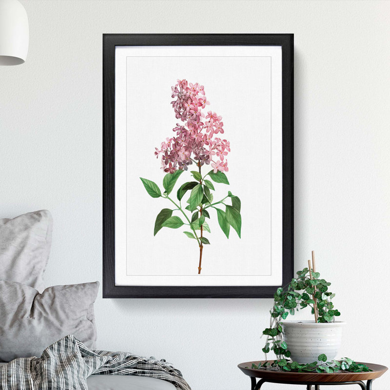 Chinese Lilac Flowers by Pierre-Joseph Redoute - Framed Print, 65cm H x 48cm W x 2cm D, Black Framed