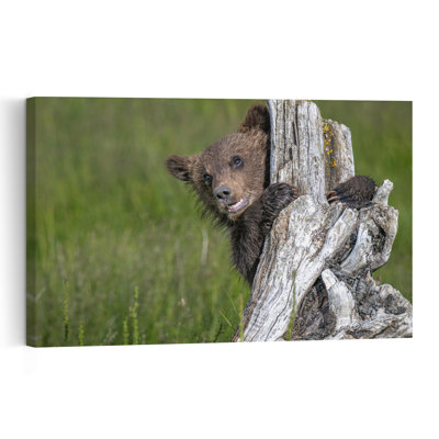 Curious Bear Cub Playful Abstract Contemporary Bear Forest Nature Wall Art Print
