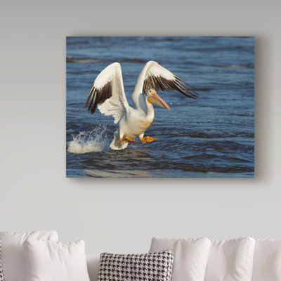 Fillmer 'Pelican Flying' Photographic Print on Wrapped Canvas