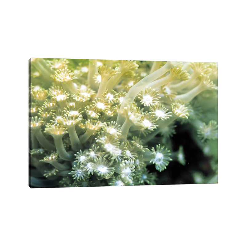 Goniopora Green Coral - Wrapped Canvas Print, 101.6 cm H x 66.04 cm W x 3.175 cm D