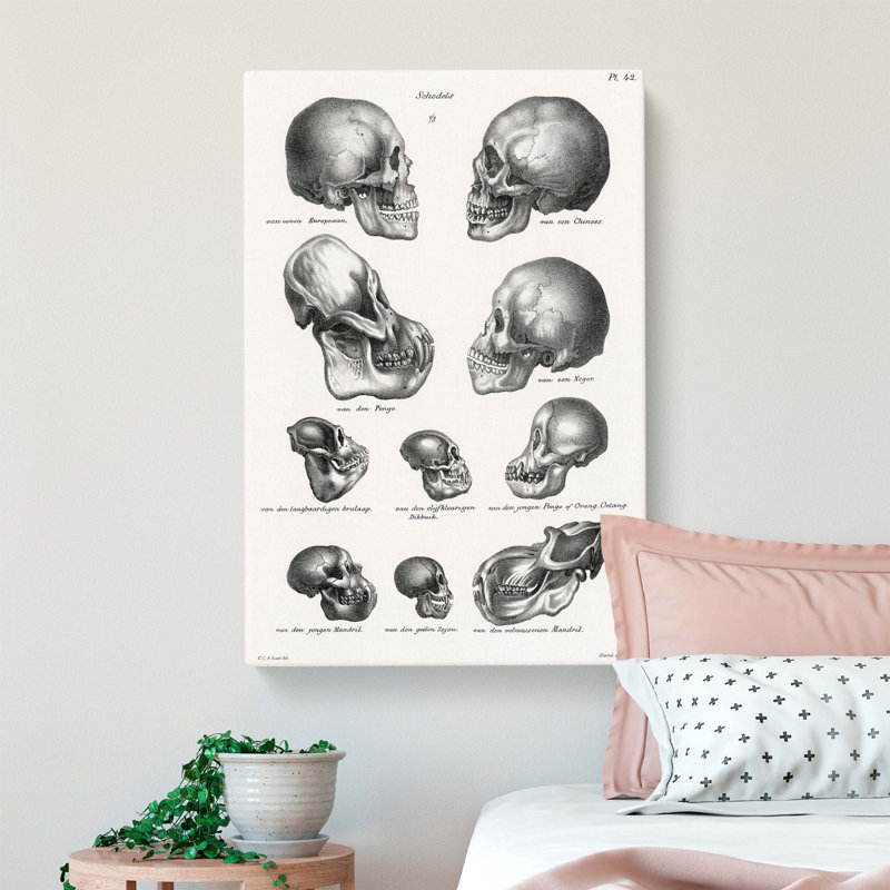 Human, Monkey And Ape Skulls - Wrapped Canvas, 76cm H x 50cm W x 3cm D