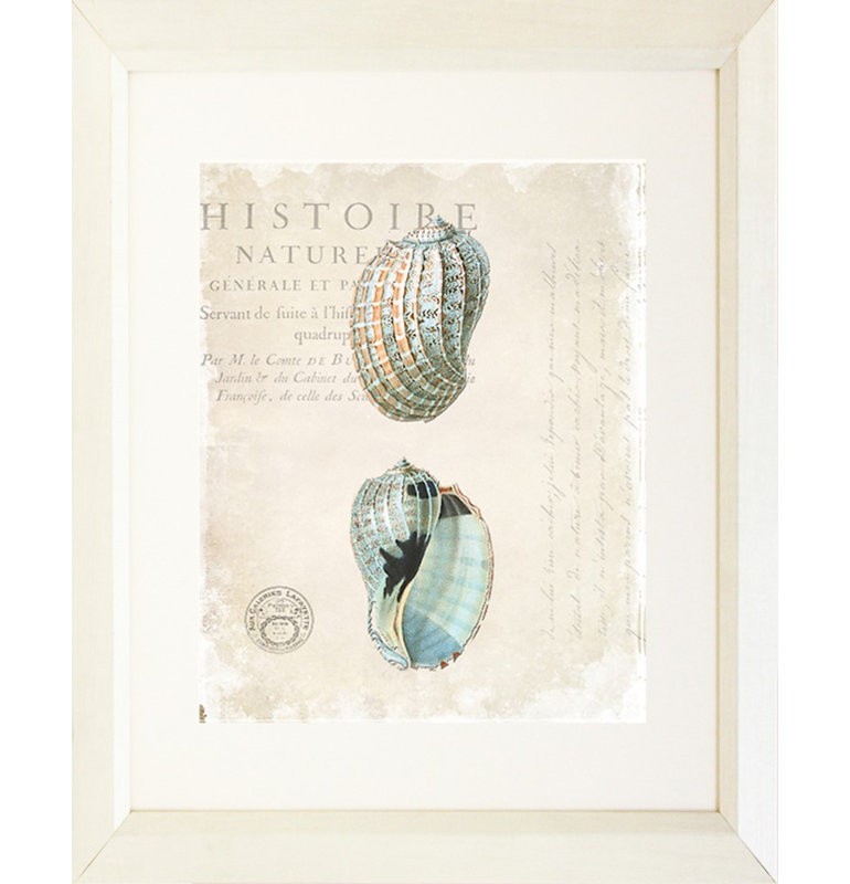 « antique shells » par sylvie powell, impression encadrée