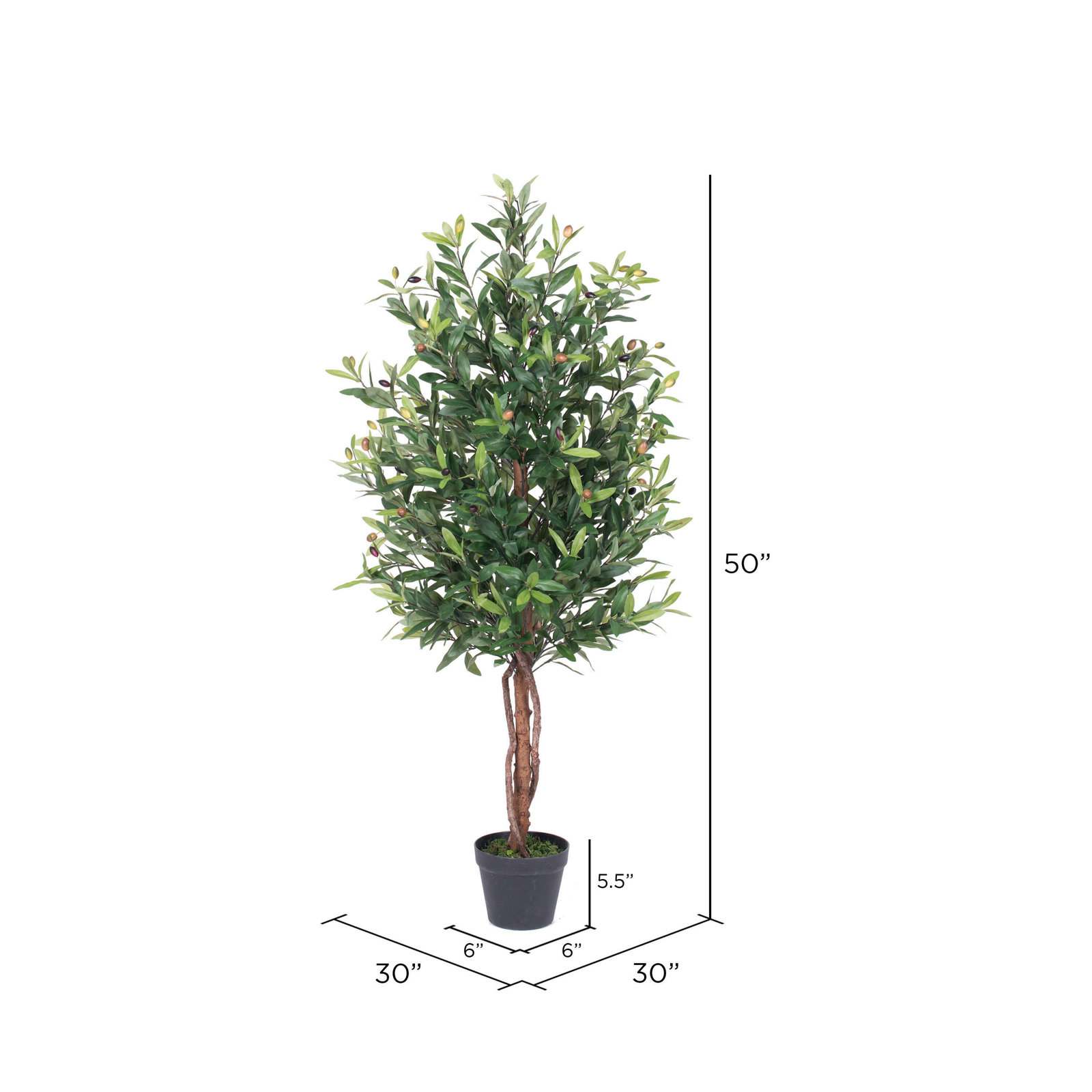 Olive Tree in Pot, 50" H x 30" W x 30" D