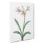 Pretty Amaryllis Flowers by Pierre-Joseph Redoute - Wrapped Canvas-55322783