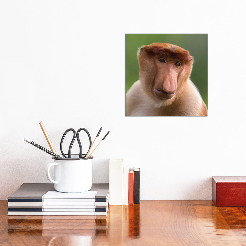 Proboscis Monkey The Bachelor by Mogens Trolle - Wrapped Canvas Print, 30.48 cm H x 30.48 cm W