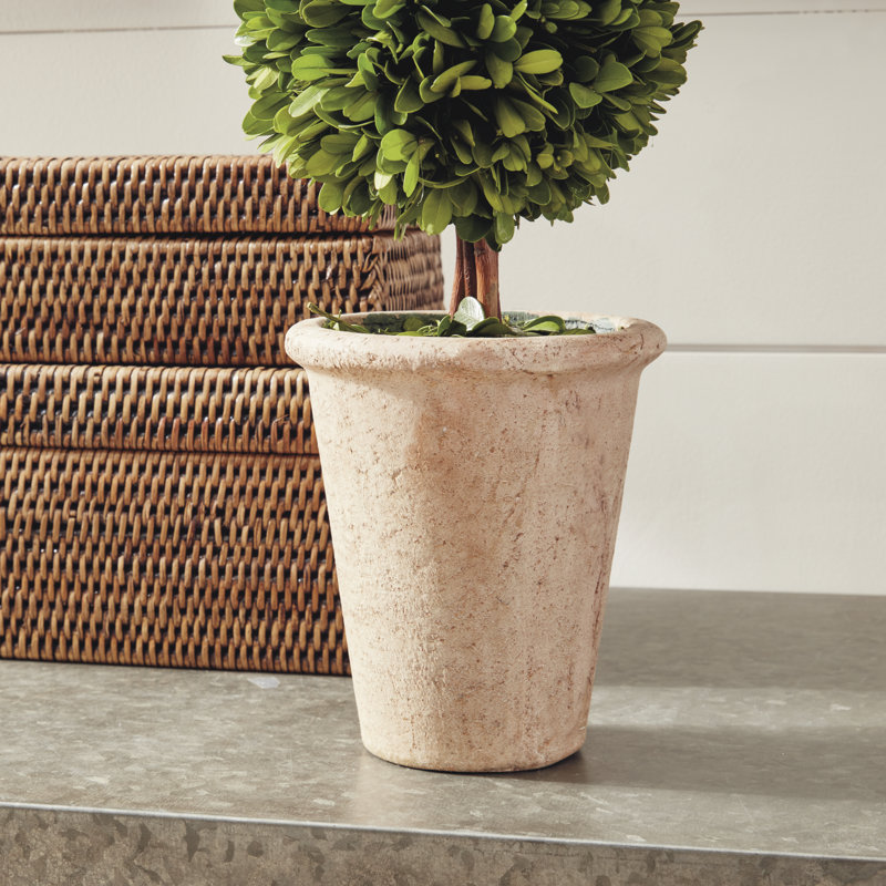 Thisbe 20'' Boxwood Topiary in Ceramic Pot