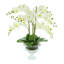 Orchid Floral Arrangement in Vase