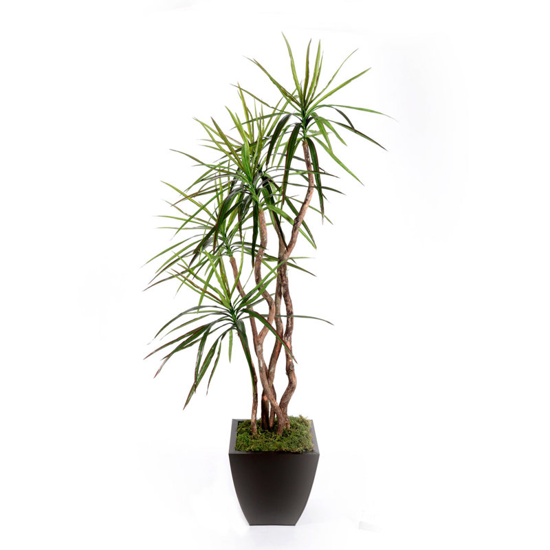7'H Yucca Tree with Real Wood Trunks in Bronze Tin Pot