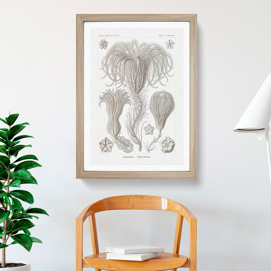 Crinoids by Ernst Haeckel - Picture Frame Graphic Art