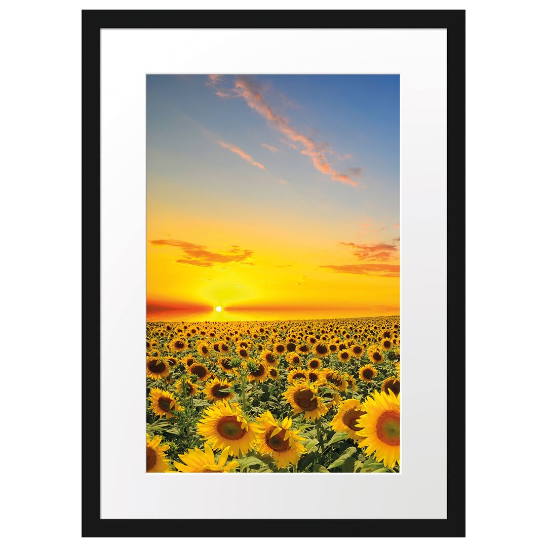 Gerahmtes Poster Sonnenuntergang Sonnenblumen