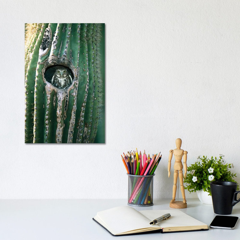 Ferruginous Pygmy Owl Adult Peering Out Form Nest Hole In Saguaro Cactus, Altar Valley, Arizona by Tom Vezo - Wrapped Canvas Print