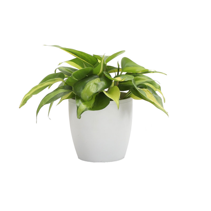 Live Brazil Philodendron Plant in Classic Pot, White