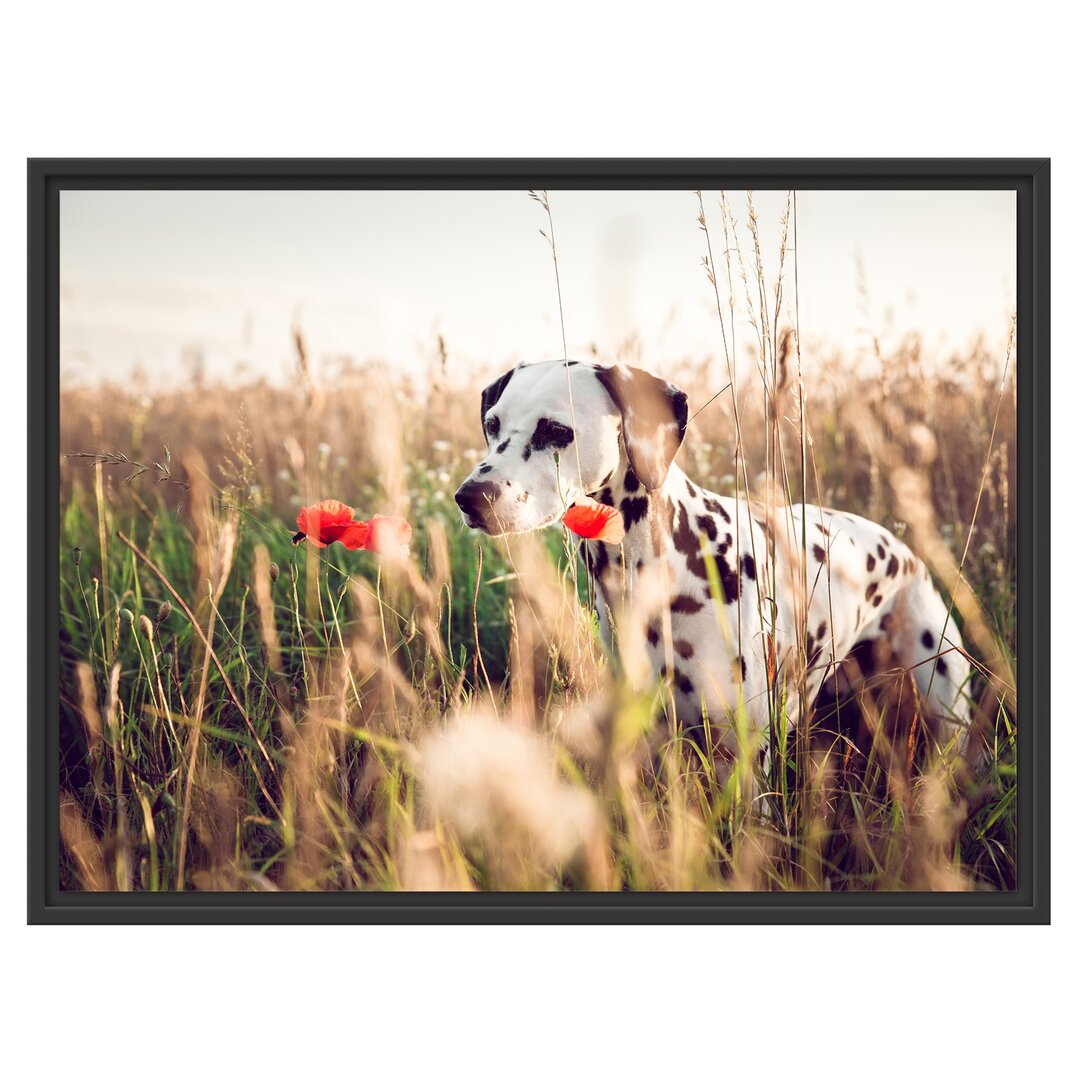 Gerahmtes Wandbild Neugieriger HundFeld