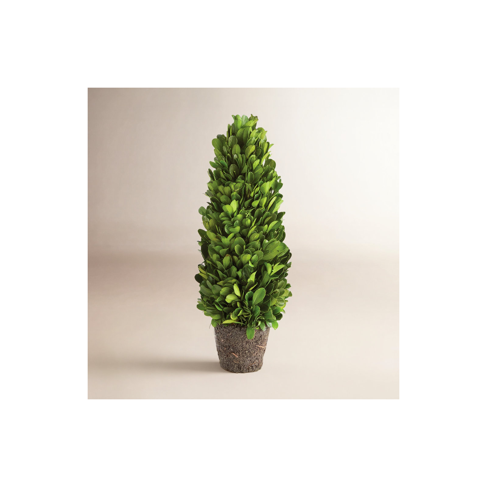 Alby Faux Plant, 12" H x 4" W x 4" D