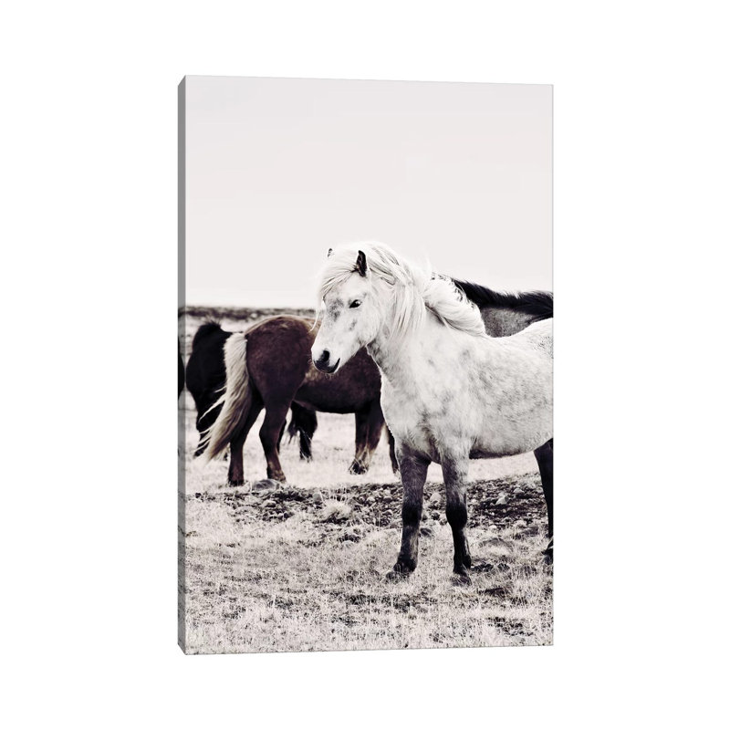 Iceland Horse Bjarmi by Monika Strigel - Wrapped Canvas Print, 101.6 cm H x 66.04 cm W x 1.91 cm D