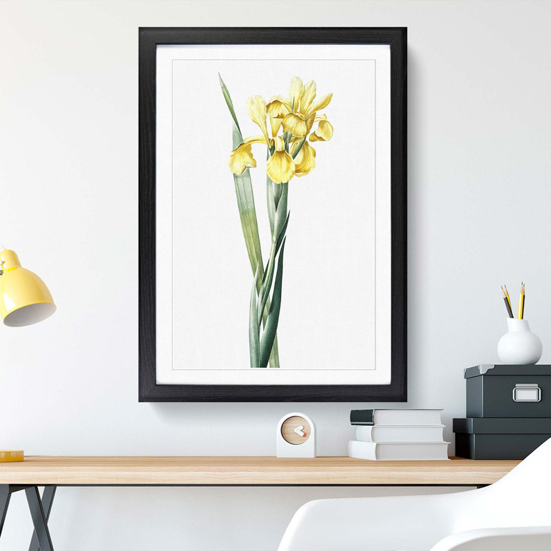 Monnieri Iris Flower by Pierre-Joseph Redoute - Picture Frame Art Print, Black Framed, 36cm H x 27cm W x 2cm D