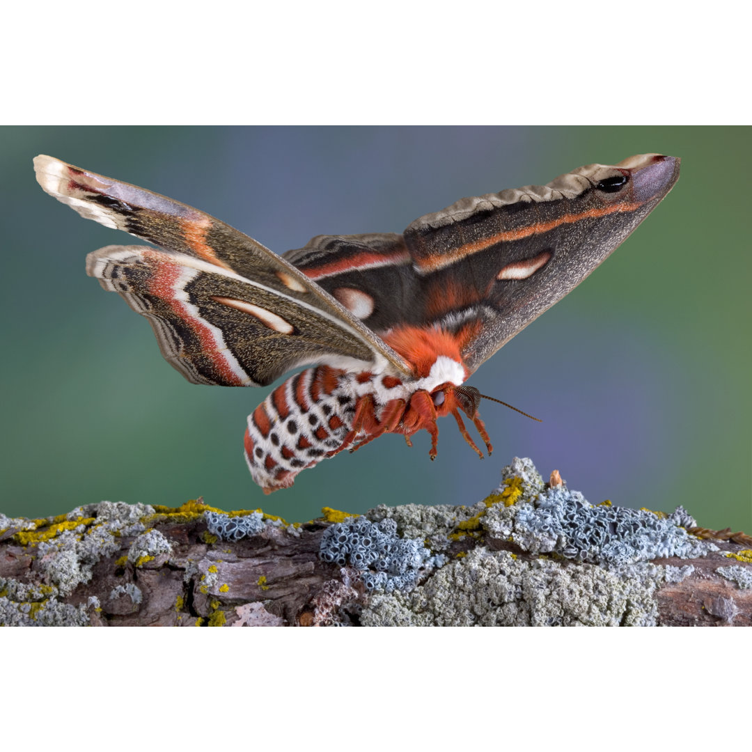 Cecropia Moth von CathyKeifer - Leinwandbild