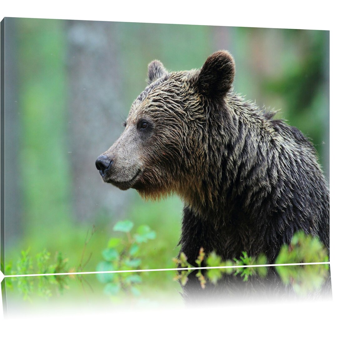 Kleiner Bär Fotokunstdruck auf Leinwand