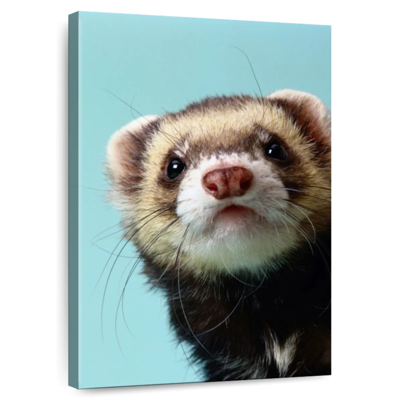 Furet sournois, H 24 po x l 16 po