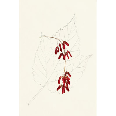 Leaf Sketches II - Wrapped Canvas Print