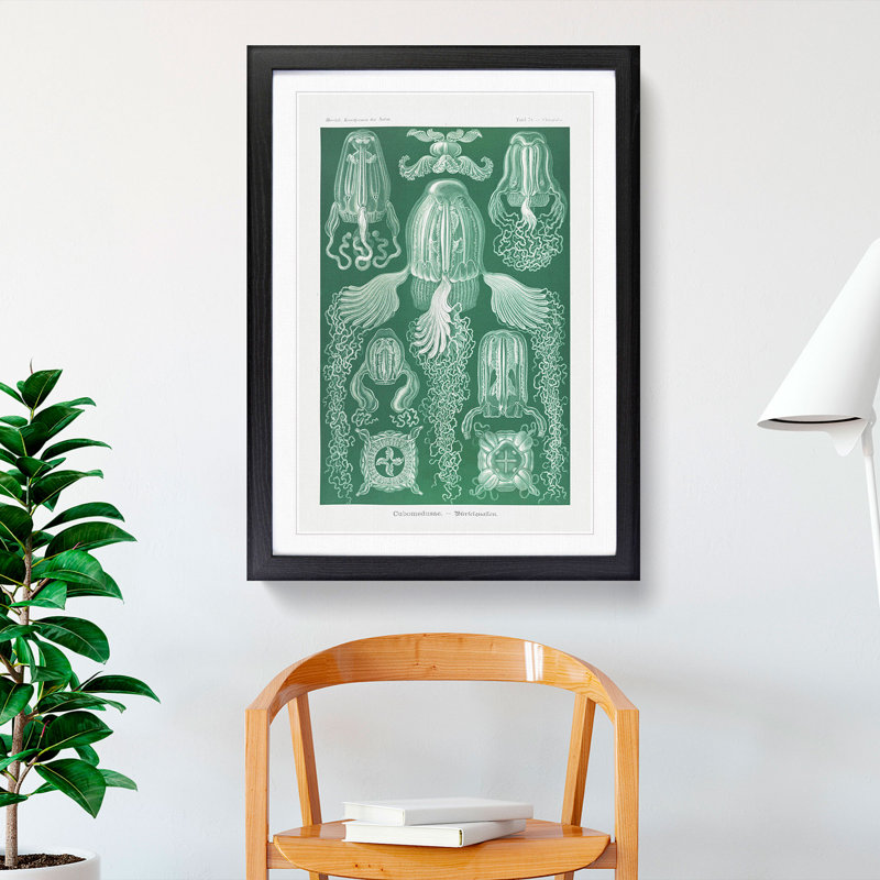 Cube Jellyfish by Ernst Haeckel - Picture Frame Graphic Art, 36cm H x 27cm W x 2cm D, Black Framed