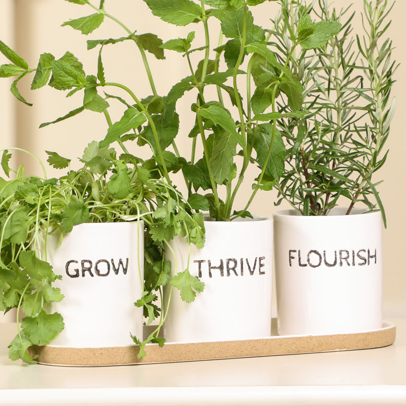 Driscoll Ceramic Pot Planter