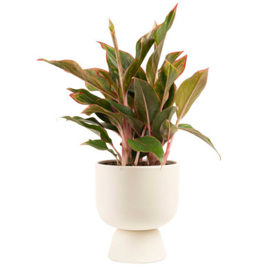 Costa Farms Siam Aurora Aglaonema Indoor House Plant in Décor Pot with Stand