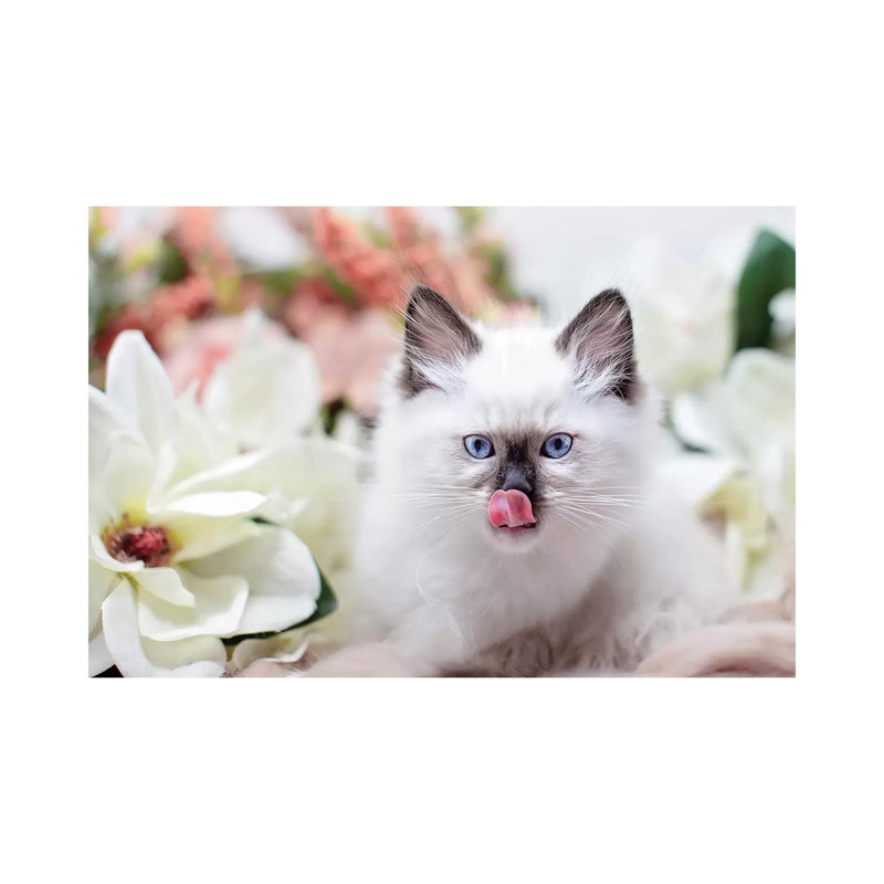Ragdoll Kitten Sweet by Karen Burke - Wrapped Canvas Print, 45.72cm H x 66.04cm W x 1.905cm D