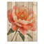 Vibrant Coral Peony Reverie I - impression de coquelicots - sur bois de pin naturel-1800204145