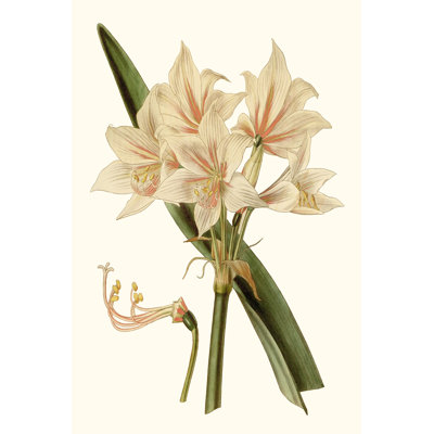 Antique Amaryllis II by Curtis - Painting