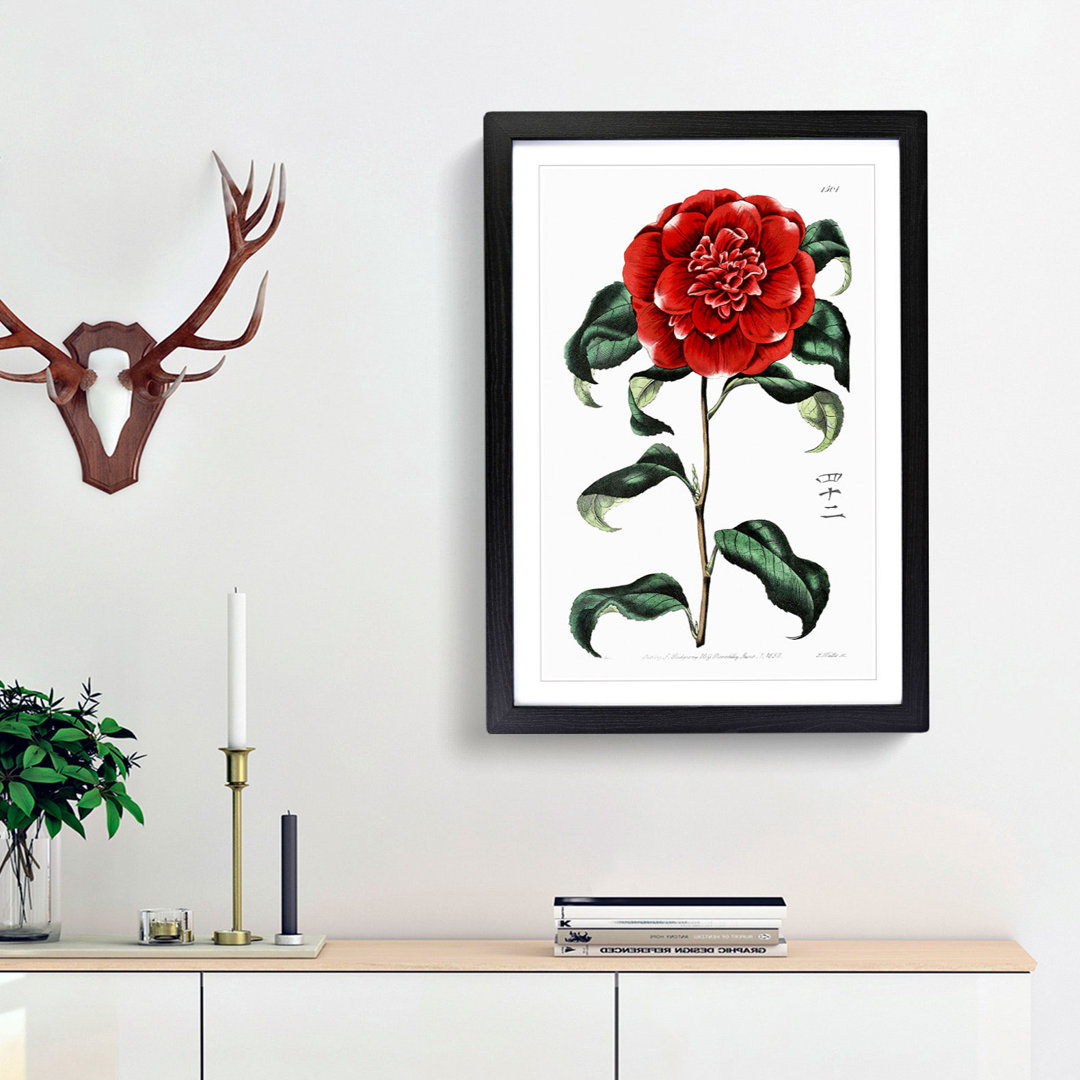 Crimson Camellia Flower - Framed Print