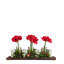 WHITE AMARYLLIS IN WOOD TRAY-2075315868