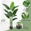 Rontez Faux Plant-2043113625