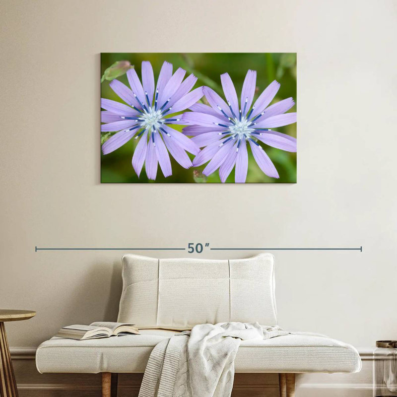 Harnek Radiant Chicory Flowers, 24" H x 36" W