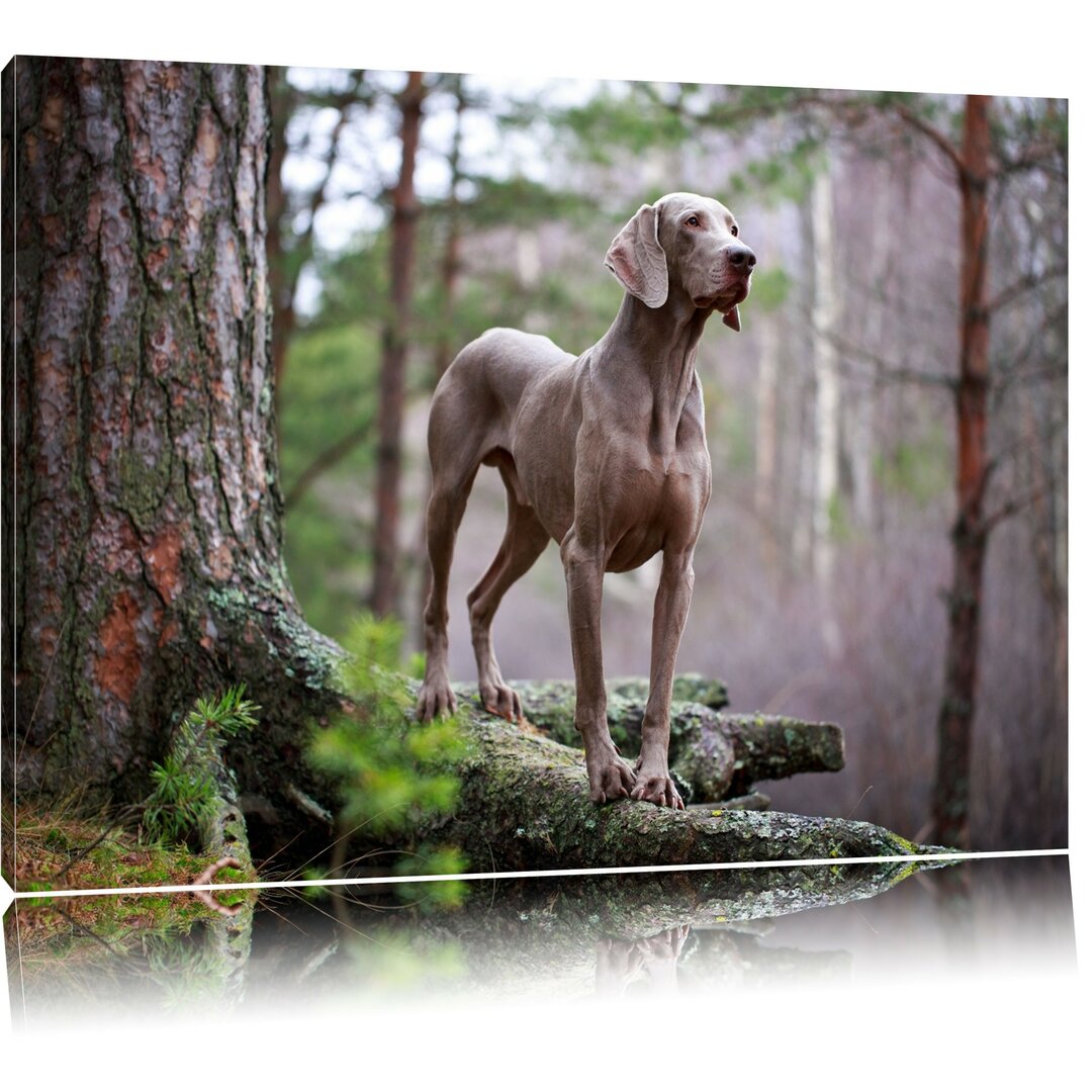 Leinwandbild Edler Weimaraner im Wald