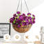 Arrangement en panier-913391703