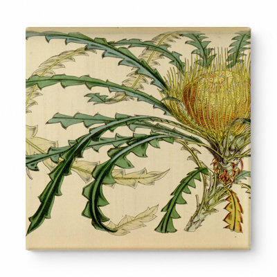 Art mural Dryandra nilis - Plate 4633