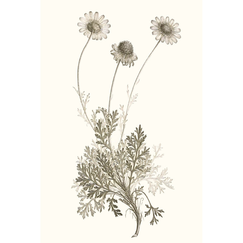 «Neutral Botanical Study VIII», peinture sur toile, H 30 po x l 20 po