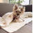 Dog Blankets-99191055