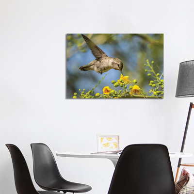 USA, Nevada, Bird Viewing Preserve. Female Costa's hummingbird feeding. 1 Piece Wrapped Canvas Wall Art