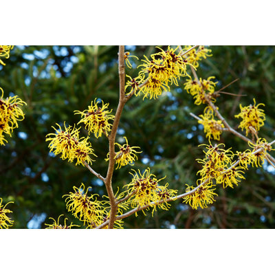 Lashonta Witch-Hazel - Wrapped Canvas Print