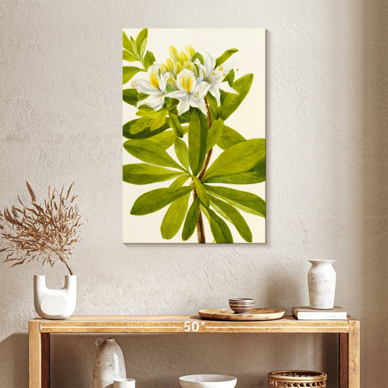 Rhododendron occidental, H 36 po x l 24 po