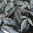 Leaves After Rain Botanical Canvas | Hyperrealist Bathroom
