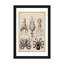 Cephalopod (gamochonia), impression sur toile-73792603-73792604-73792605